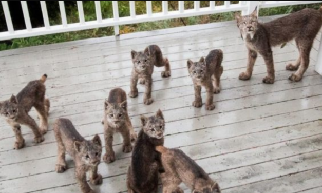 Alaskan Man Wakes Up To Find A Family Of Lynx Playing On His Porch