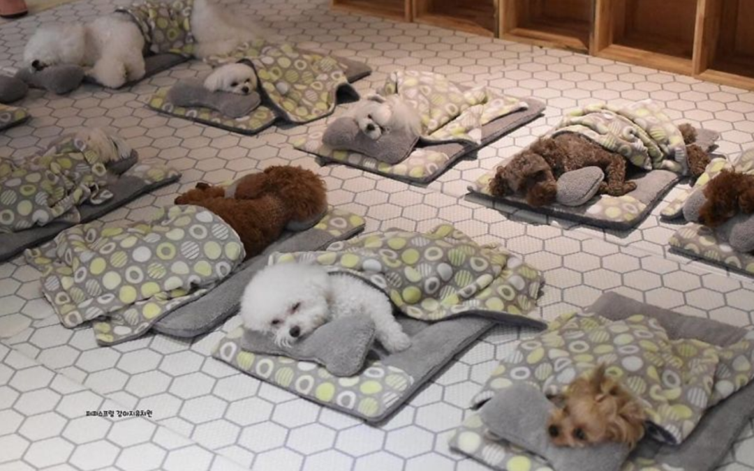 Puppy Daycare Center Posts Adorable Photos Of Pups Sleeping Together, And They Go Viral