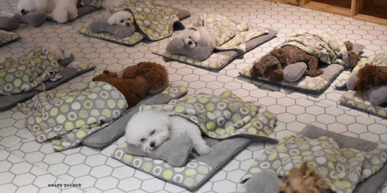 Puppy Daycare Center Posts Adorable Photos Of Pups Sleeping Together, And They Go Viral