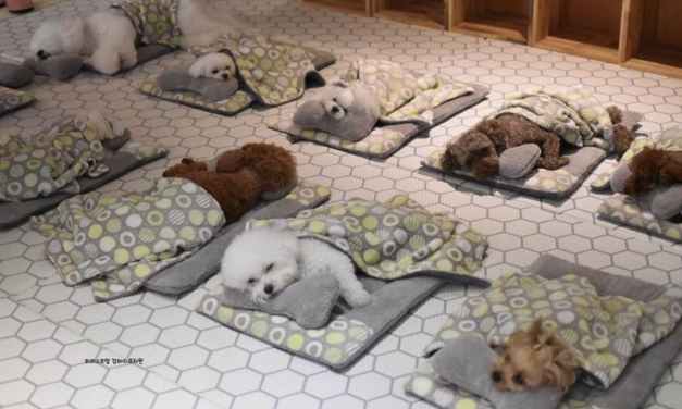 Puppy Daycare Center Posts Adorable Photos Of Pups Sleeping Together, And They Go Viral