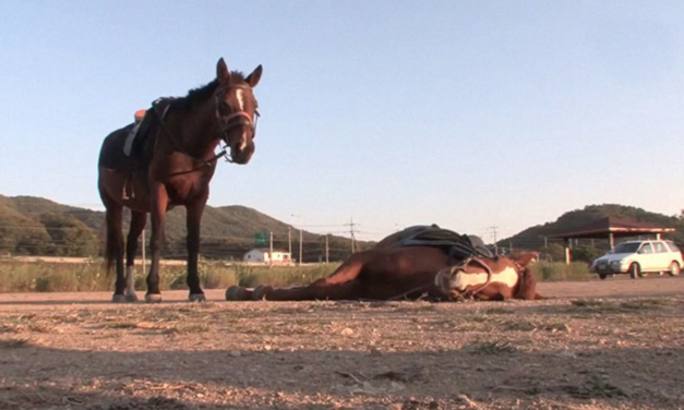 Dramatic Horse Pretends To Be Dead To Avoid Being Ridden