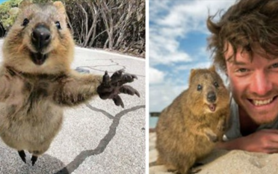 Meet The Quokka, The Happiest Animal In The World