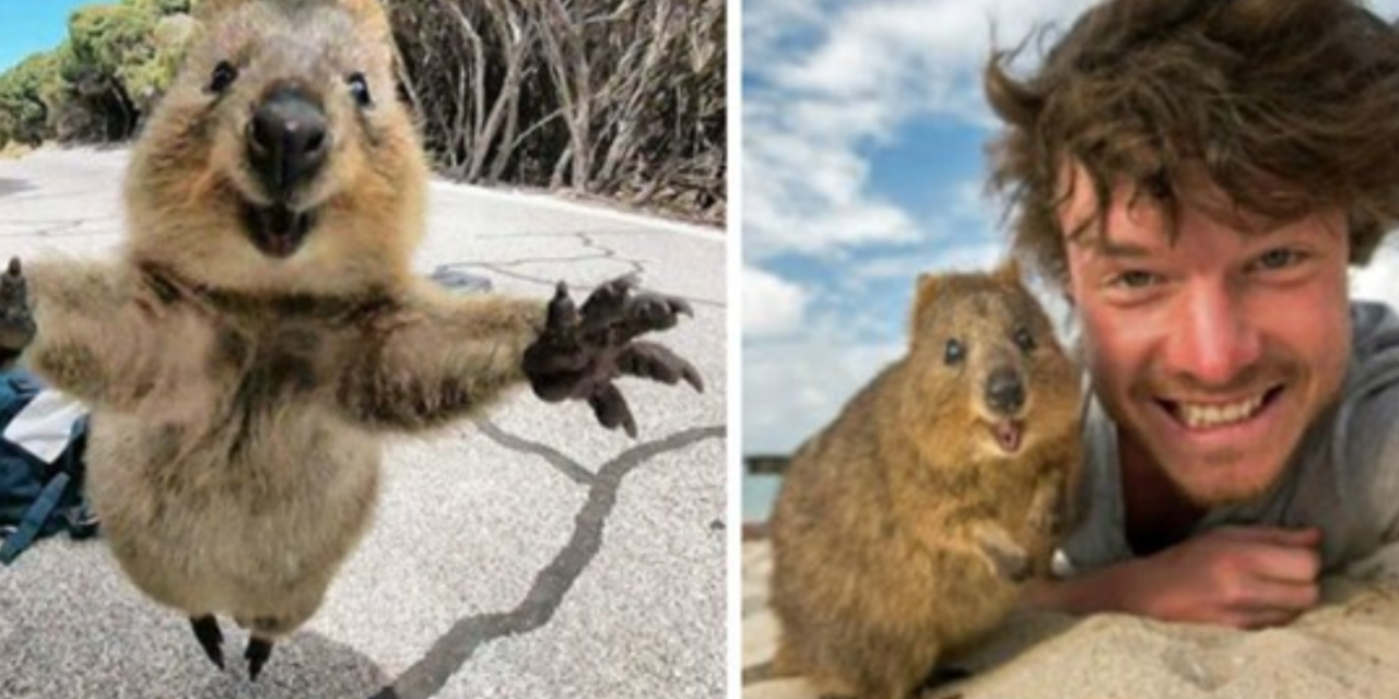 Meet The Quokka, The Happiest Animal In The World