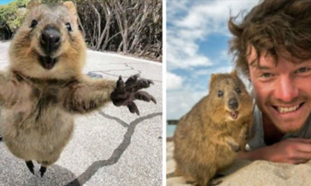 Meet The Quokka, The Happiest Animal In The World