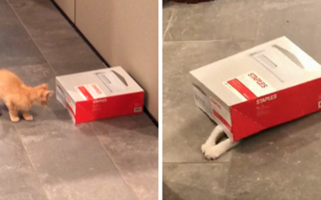 Company Adopts 2 Office Kittens To Boost Employee Morale, The Results Are Perfect