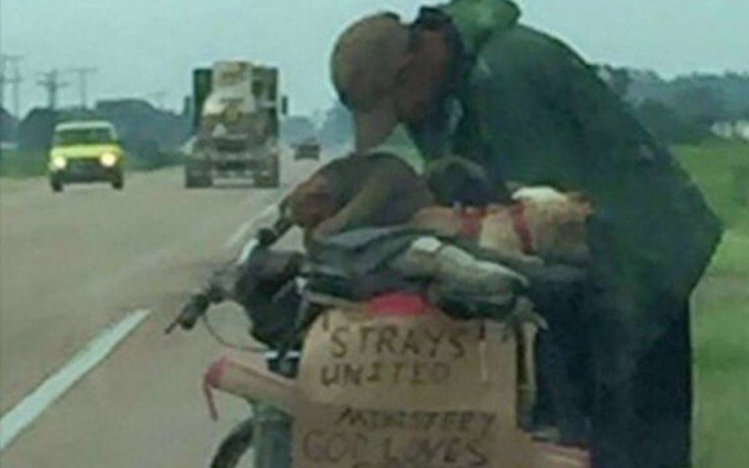 Homeless Man Saves 11 Stray Dogs While Traveling Across USA, Gets Help From Strangers