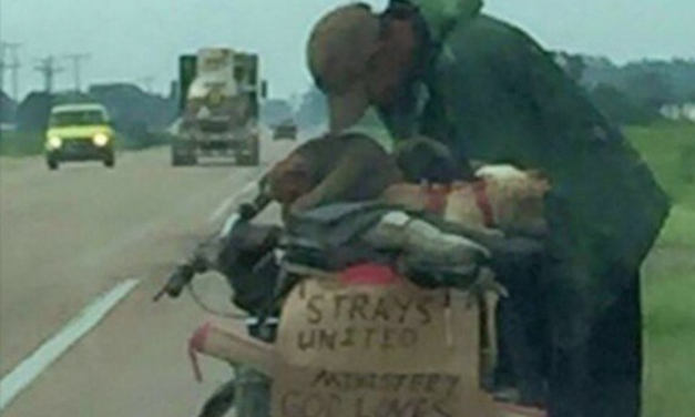 Homeless Man Saves 11 Stray Dogs While Traveling Across USA, Gets Help From Strangers