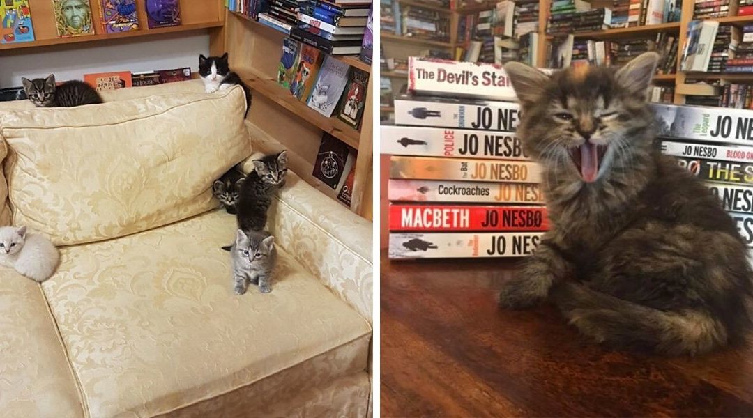 Bookstore In Canada Allows Kittens To Roam Freely And Customers Can Even Adopt Them