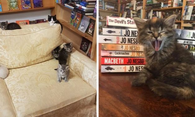 Bookstore In Canada Allows Kittens To Roam Freely And Customers Can Even Adopt Them