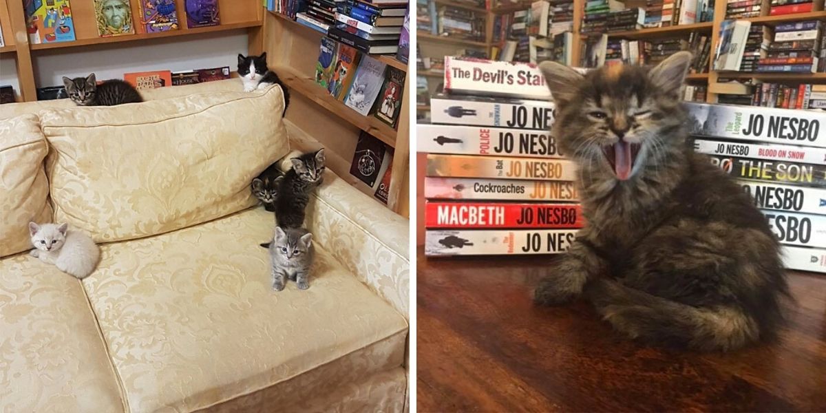 Bookstore In Canada Allows Kittens To Roam Freely And Customers Can Even Adopt Them