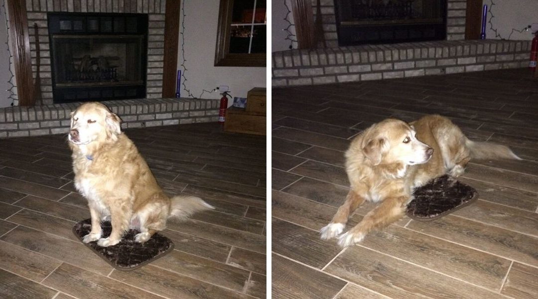 Woman Accidentally Orders Too Small Dog Bed, Dog Pretends Everything Is Fine