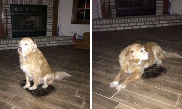 Woman Accidentally Orders Too Small Dog Bed, Dog Pretends Everything Is Fine