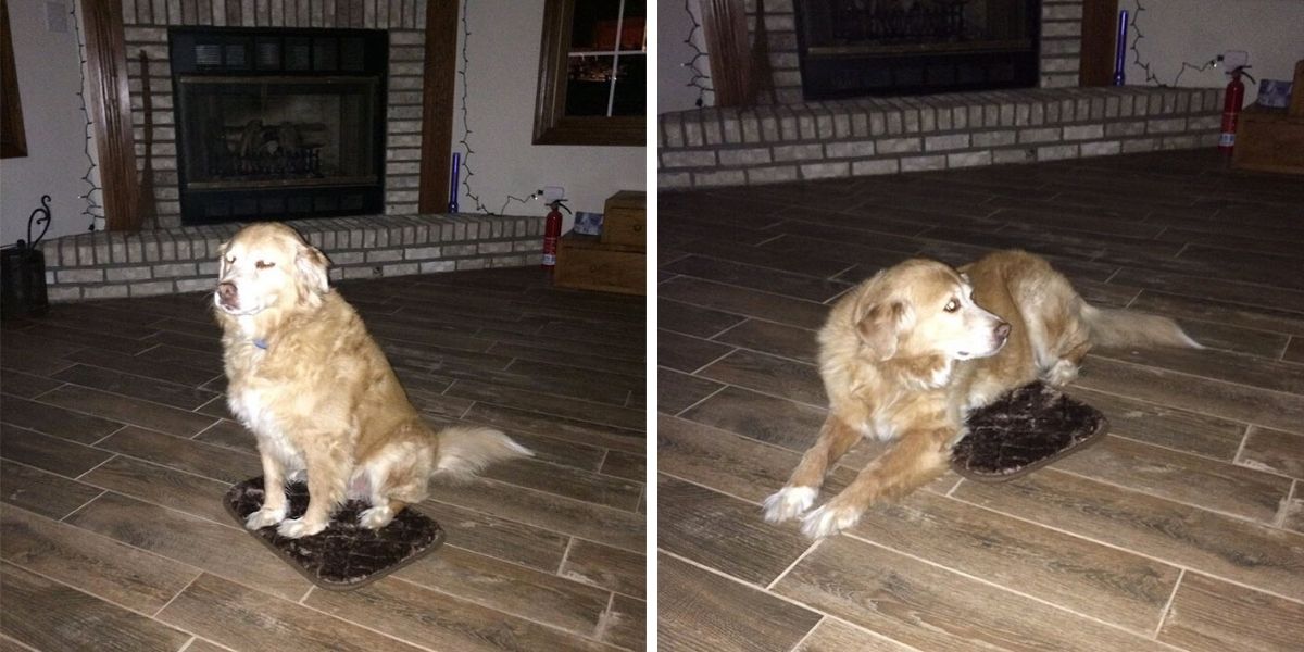 Woman Accidentally Orders Too Small Dog Bed, Dog Pretends Everything Is Fine