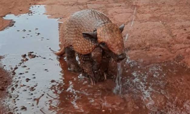 Dehydrated Armadillo Gets Help From A Kind Stranger – This Will Make Your Day