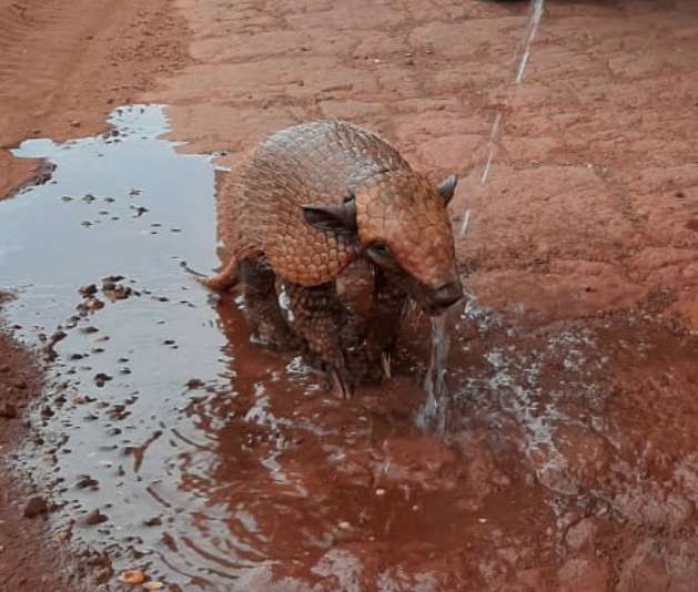 Dehydrated Armadillo Gets Help From A Kind Stranger – This Will Make Your Day