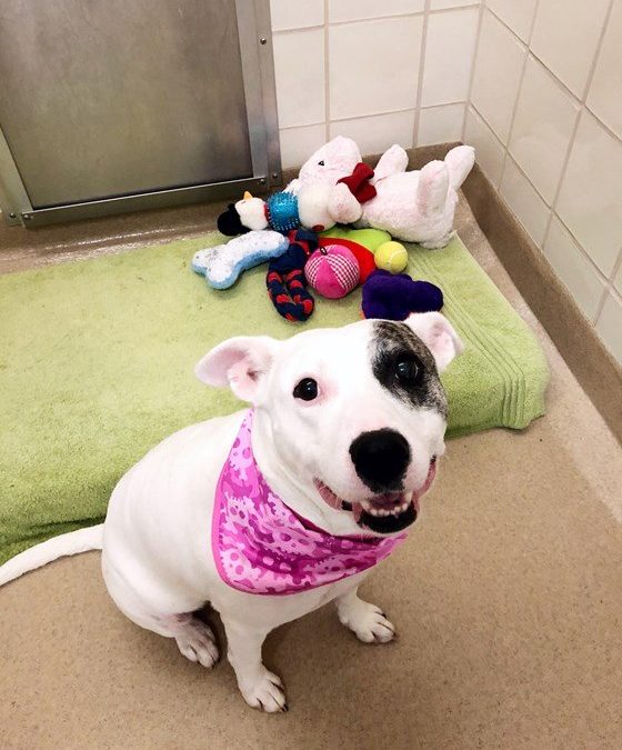 Abandoned Dog Desperately Cries Every Night In Shelter In Heartbreaking Ritual