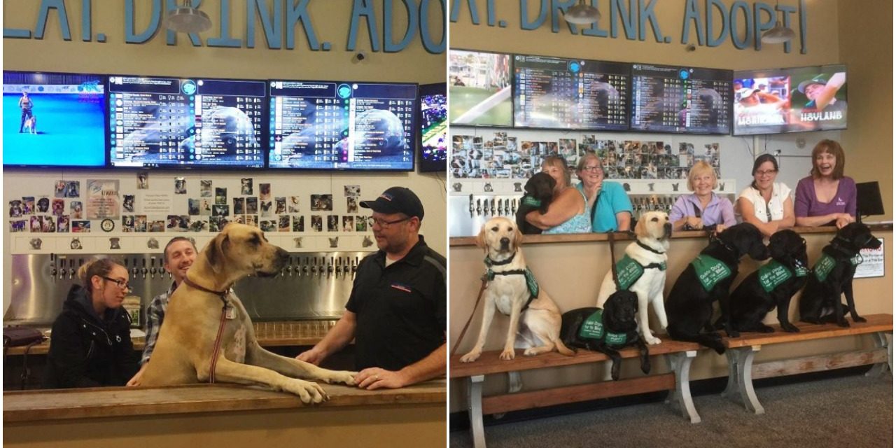 Dog-Friendly’ Bar Takes In Rescue Dogs And Finds Them Forever Homes