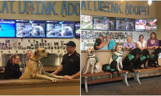 Dog-Friendly’ Bar Takes In Rescue Dogs And Finds Them Forever Homes