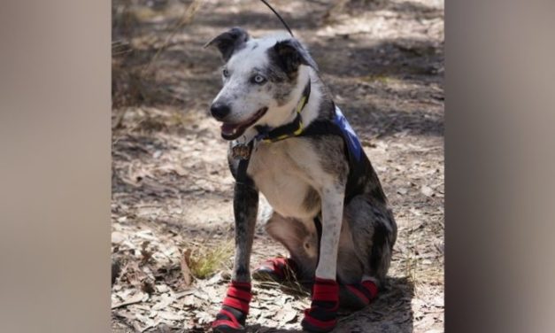 Meet The Good Dog That Saved Loads Of Koalas From The Deadly Wildfires