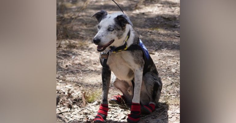 Meet The Good Dog That Saved Loads Of Koalas From The Deadly Wildfires