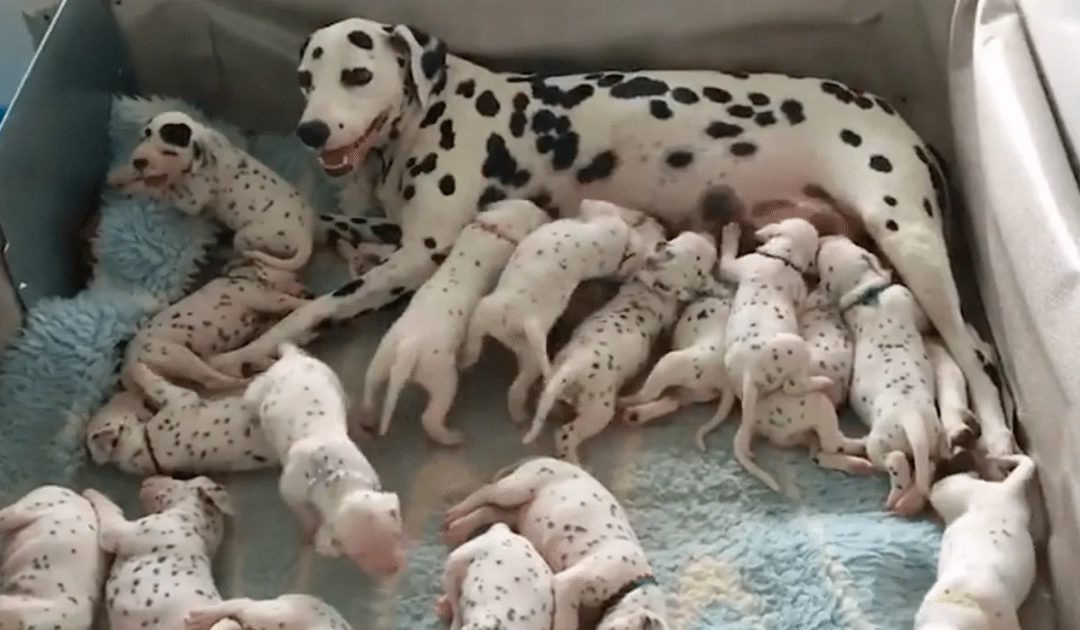 Dalmation Breaks Record For Largest Litter Of Astounding 18 Puppies