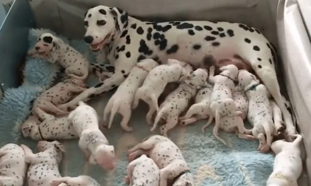 Dalmation Breaks Record For Largest Litter Of Astounding 18 Puppies