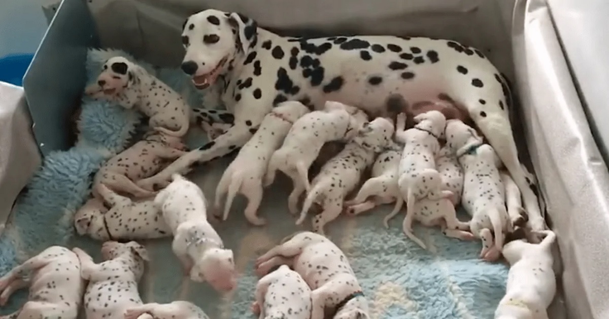 Dalmation Breaks Record For Largest Litter Of Astounding 18 Puppies