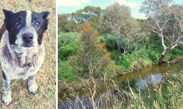 Deaf-Blind Dog Stays With Lost Toddler For 15 Hours – Then Leads Rescuers To Her