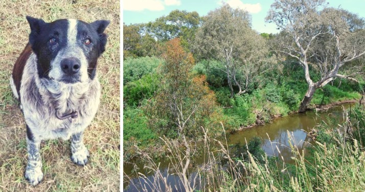 Deaf-Blind Dog Stays With Lost Toddler For 15 Hours – Then Leads Rescuers To Her