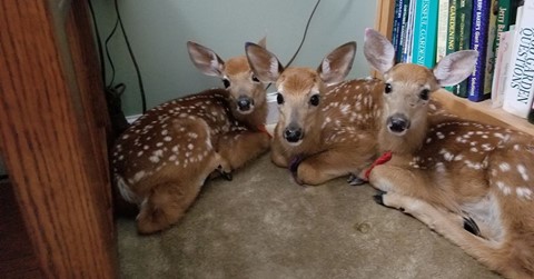 Woman Leaves Back Door Open – Finds 3 Baby Deer In Her Home