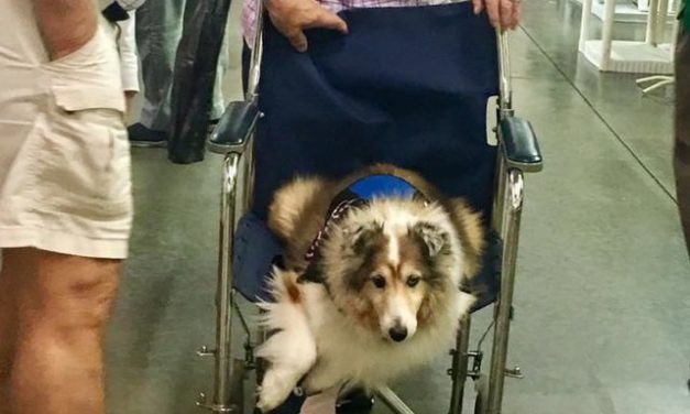 Grandma Takes Turns Using Her Wheelchair With Her Dog As They Both Get Tired