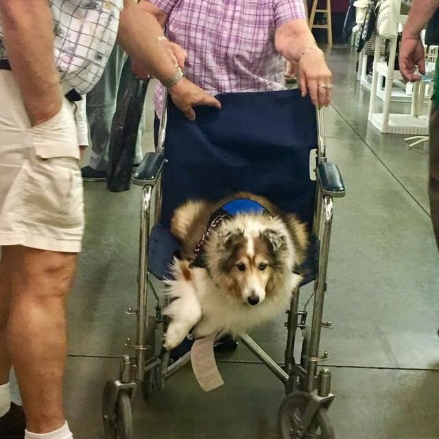 Grandma Takes Turns Using Her Wheelchair With Her Dog As They Both Get Tired