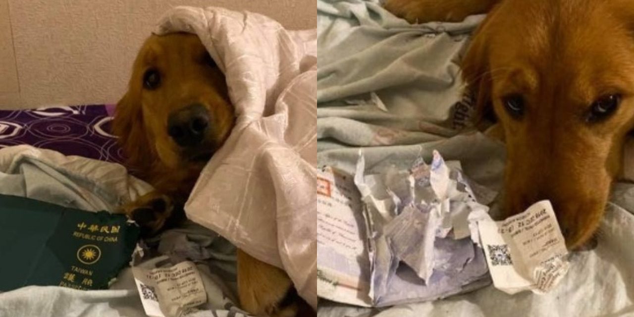 Dog Saves It’s Owner From Traveling to Wuhan by Ripping-Out Her Passport