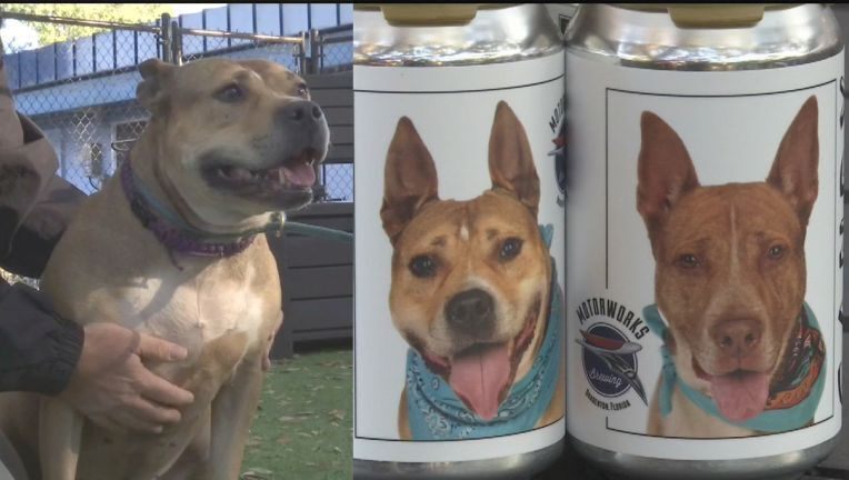 ‘Oh my gosh! That’s my dog!’: Owner Finds Missing Dog Via Photo On Beer Can
