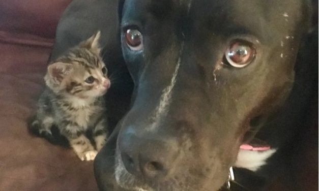 Orphaned Kitten Found on Sidewalk Wouldn’t Go Anywhere Without Her New Dog Mom