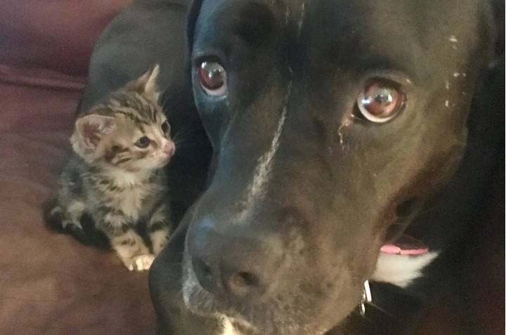 Orphaned Kitten Found on Sidewalk Wouldn’t Go Anywhere Without Her New Dog Mom