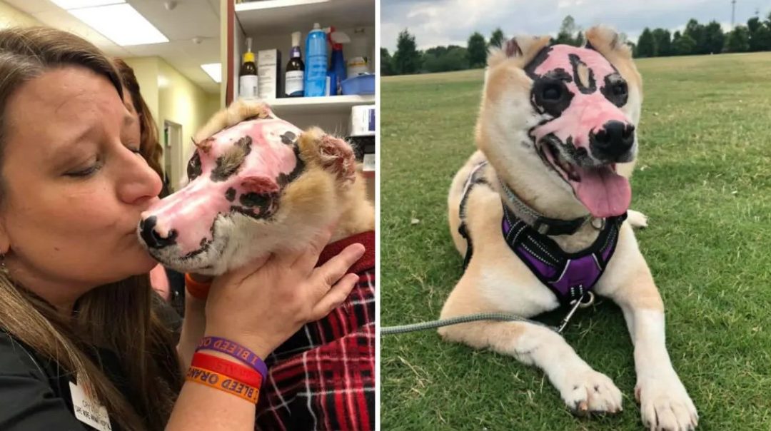 Dog Becomes Therapy Dog For Burn Victims After Surviving Fire