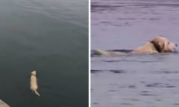This Dog Disappears From The Harbor Every Day And Jumps Into The Water To Meet His Secret Best Friend