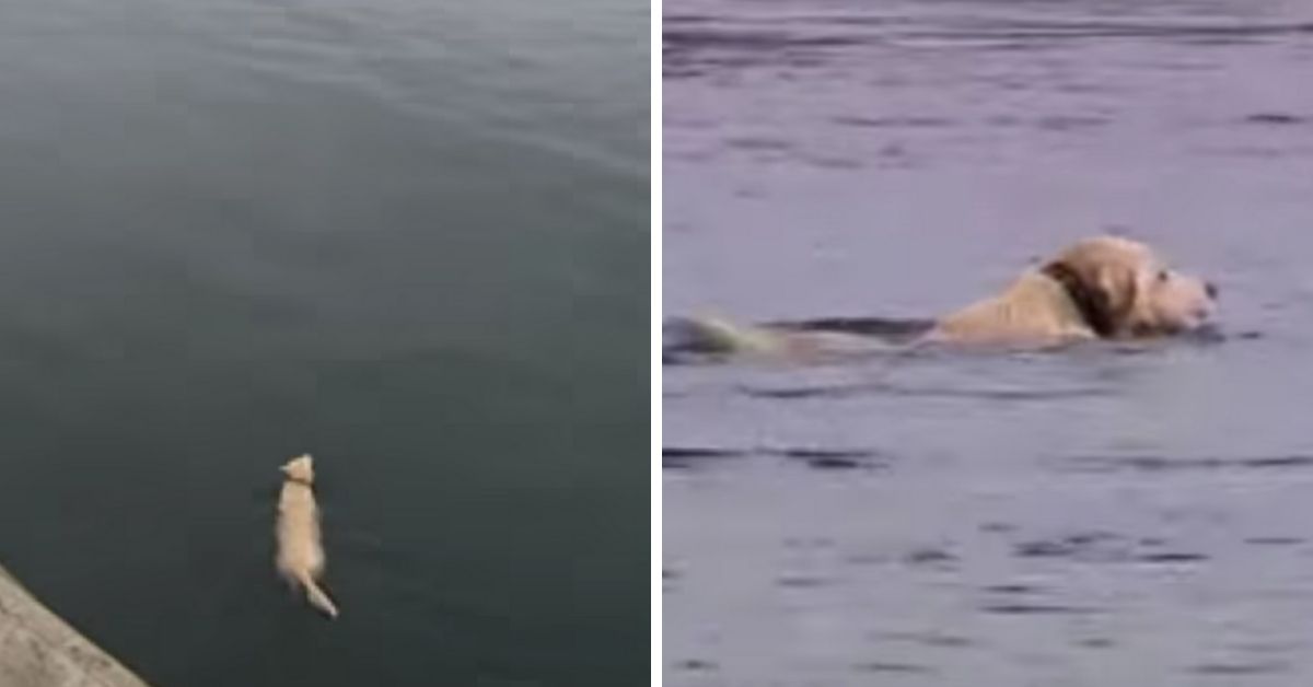 This Dog Disappears From The Harbor Every Day And Jumps Into The Water To Meet His Secret Best Friend