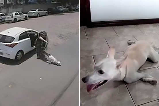 WATCH: Disabled Dog Abandoned Twice In One Day By Coldhearted Owners