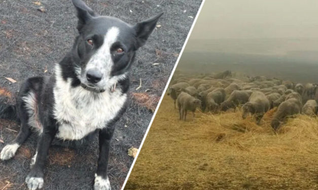 Hero Border Collie Saves Flock Of Sheep From Deadly Wildfires In Australia