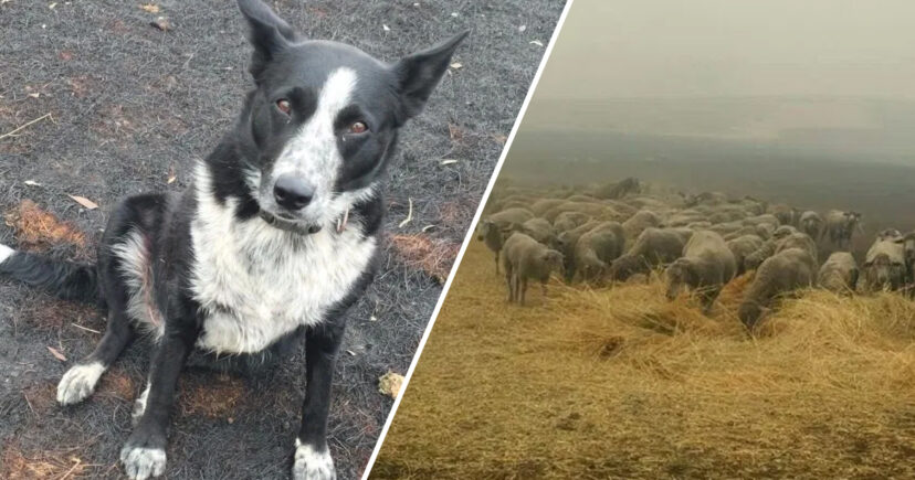 Hero Border Collie Saves Flock Of Sheep From Deadly Wildfires In Australia