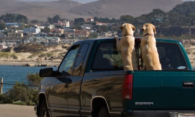 100,000 Dogs Die Annually From Riding In Truck Beds
