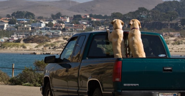 100,000 Dogs Die Annually From Riding In Truck Beds