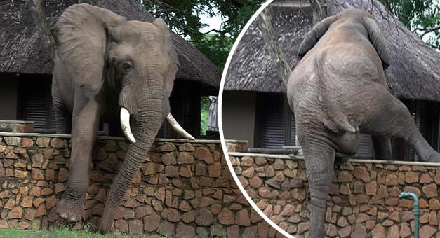 Extremely Elastic Elephant Climbs Over 5ft Wall To Steal Mangoes