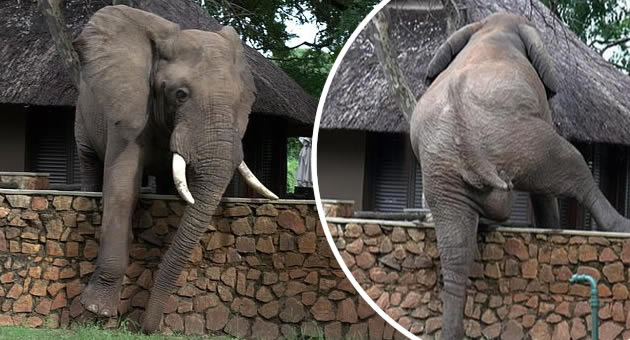 Extremely Elastic Elephant Climbs Over 5ft Wall To Steal Mangoes