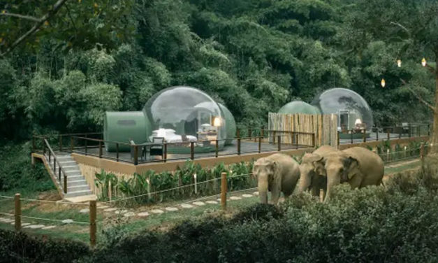 You Can Sleep With Rescue Elephants In See-Through Jungle Bubbles In Thailand