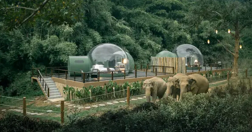 You Can Sleep With Rescue Elephants In See-Through Jungle Bubbles In Thailand