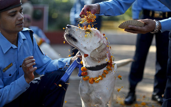 In Nepal, There Is A Festival Every Year To Thanks Dogs For Being Our Friends