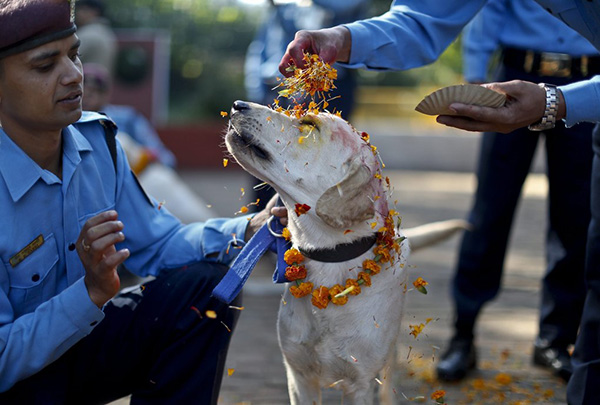 In Nepal, There Is A Festival Every Year To Thanks Dogs For Being Our Friends